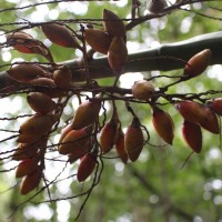 Areca concinna Thwaites